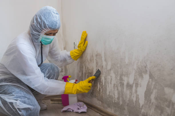 Best Local Mold Removal Service  in Arcola, IL