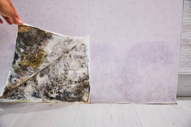 Best Water Damage Restoration  in Arcola, IL